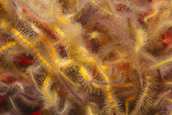 Red gorgonian on a brittlestar reef.  This is a companion... by Craig Hoover 